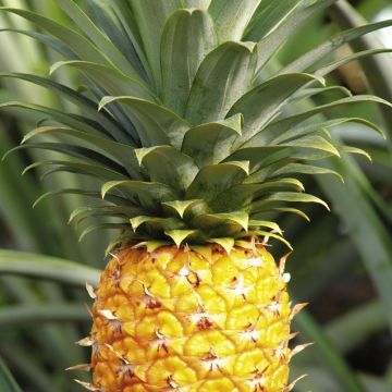 九九99线视频在线观看 资源丰富的线视平台海报