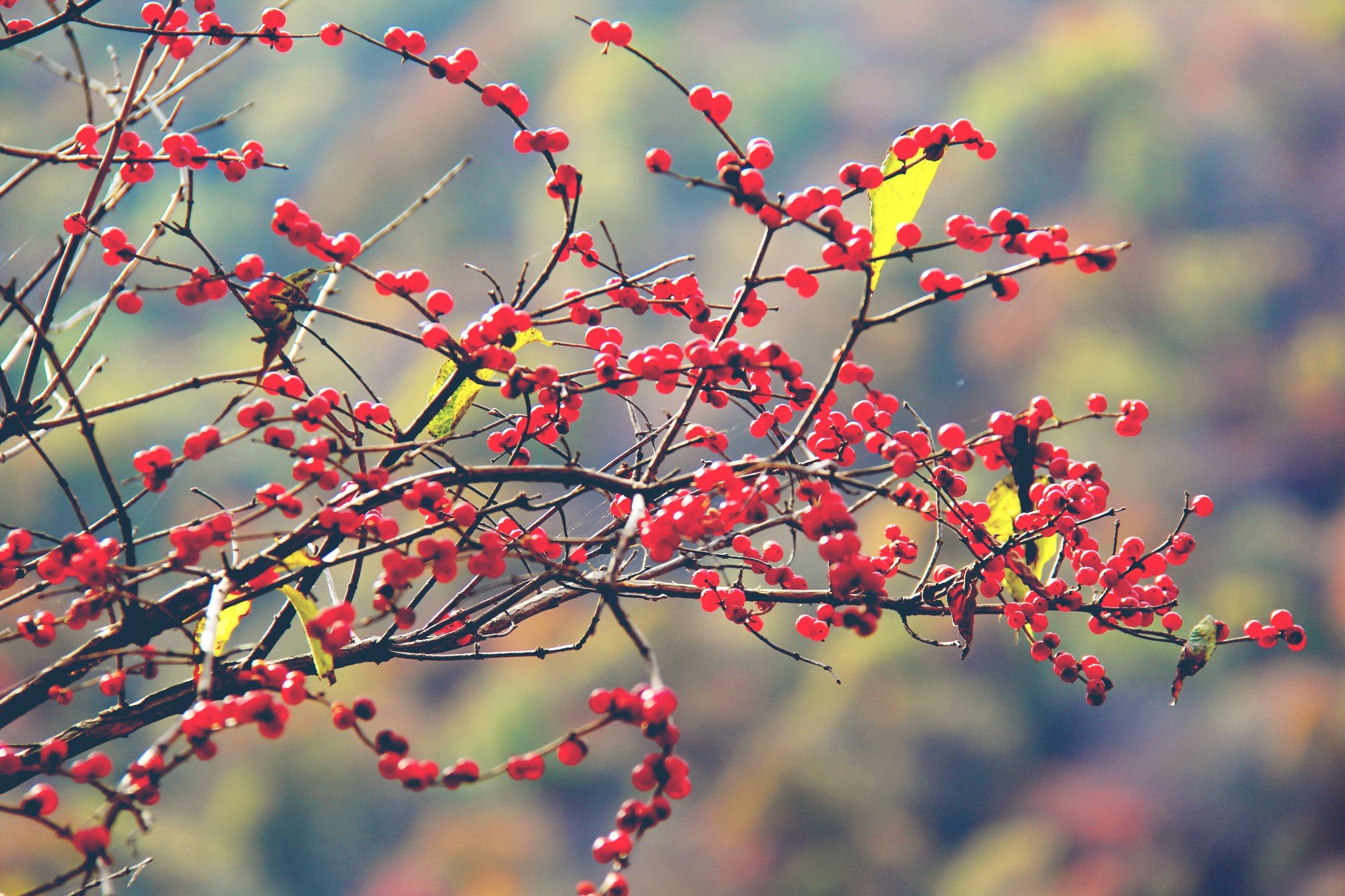 男人TV天堂精品一区二区