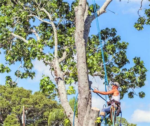 zoomdog2019中国海报